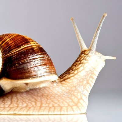 Bravesnail123 Profile Picture