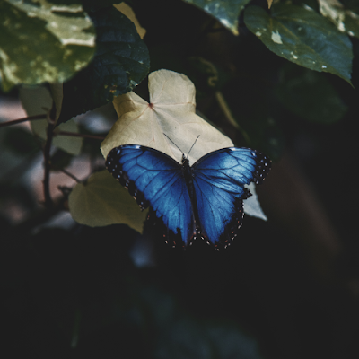 koko_nuts99's profile picture. 