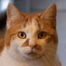 MintyCat (@underwoodpile) Twitter profile photo MintyCat (@underwoodpile) Twitter profile photo