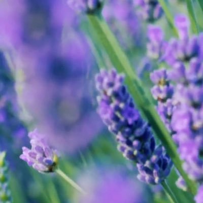 gayab786's profile picture. Lawyer by profession