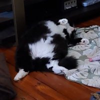 twinleaves (@trashhaul) 's Twitter Profile