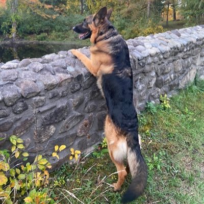 Police Officer, Co owner of Rusak shepherds, German Shepherd Dog Trainer and Handler