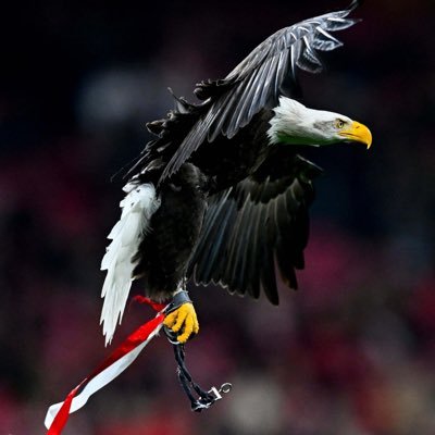 GaetanDavy's profile picture. 🇧🇯🇪🇸🇫🇷🇵🇹