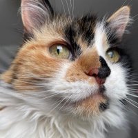 Kelly (@nirrti75) 's Twitter Profile