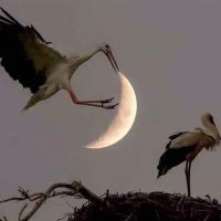 Orhan Karayel 🇹🇷 (@orhan__karayel) 's Twitter Profile Photo