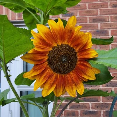 medengking's profile picture. Dep SENCo ~ sleep deprived survivor