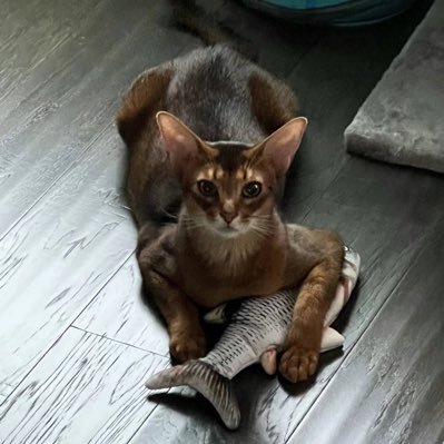 NickCui2023's profile picture. 