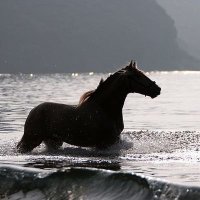 ابو نواف (@ad444d) 's Twitter Profile