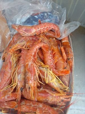 knowled96084284's profile picture. Innocent