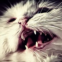 Blofeld's Cat(@Blofelds_cat) 's Twitter Profile Photo