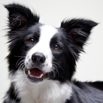 🐾 Dog Lover | Border Collie Enthusiast 🐶 | Blogger at MyBorderCollie 📝 | Unleashing the Best Tips, Stories & Adventures for BC Owners 🌟 | Join the Pack! 🐑