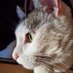 Gatito Copito (@GatitoCopito) Twitter profile photo