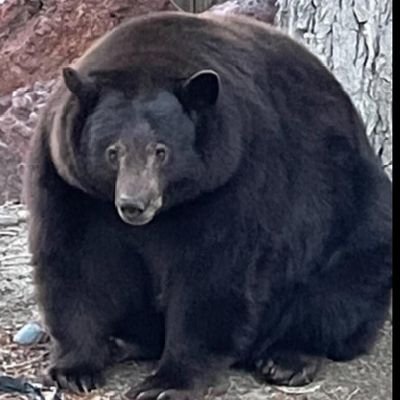 bayodak's profile picture. A Lurker