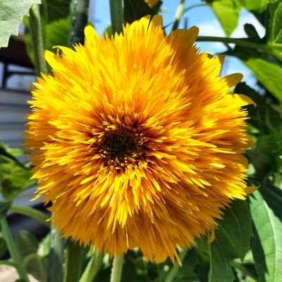 KomoriutaO10074's profile picture. すべて生成ＡＩで作成した画像と動画です。
もし不快に思う方は見ないで下さい。
商売目的ではありません。
私の趣味です。