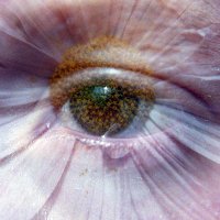 Clar (@halurodeclara) 's Twitter Profile