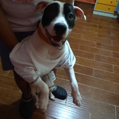 mamá de unos peludos😘,abuela de otros 🙄y bisabuela de otros más 😅mi familia y yo tratamos de ayudar a los que no tienen voz 💓#AdoptaNoCompres