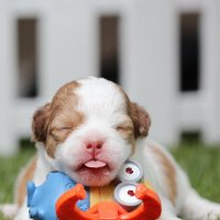 Toyz-R-Pups(@ToyzRPups) 's Twitter Profile Photo