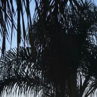 Melisitaa (@melimelisitaa) 's Twitter Profile