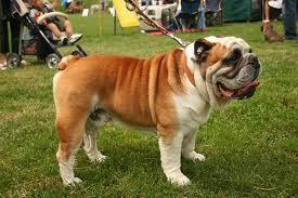 Love to spoil my bulldog Alice :)