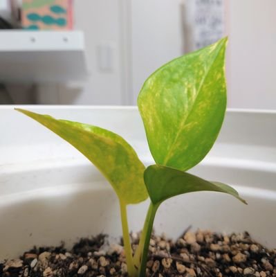 観葉植物を枯らさないように育てるための記録。
🌿初心者が心をこめてお世話する備忘録。
知識ないので毎日検索してフォローして情報集めてます。無言フォロー無言イイねごめんなさい🙏

#会社の植物枯らさない