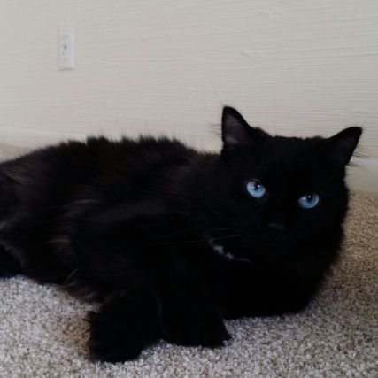 KelsieJH's profile picture. 