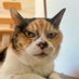 保護猫譲渡るーむ (@hogonekoroom) Twitter profile photo 保護猫譲渡るーむ (@hogonekoroom) Twitter profile photo