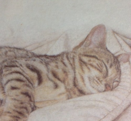 chakanbi's profile picture. 고양이 대가족. 만화 및 웹툰 독자. 익명을 즐겨요.