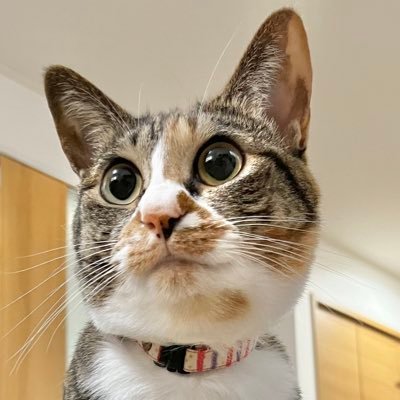 NANA猫ページ 縞ミケ保護猫ナナちゃん (@777nanachaaaan) / Posts / X