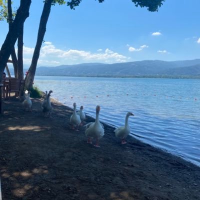 serin_nergis's profile picture. 