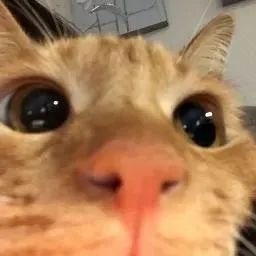 Tu_Mini_Dragon's profile picture. 