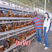 LIVI Poultry Cage Supplier(@LiviCage) 's Twitter Profile Photo