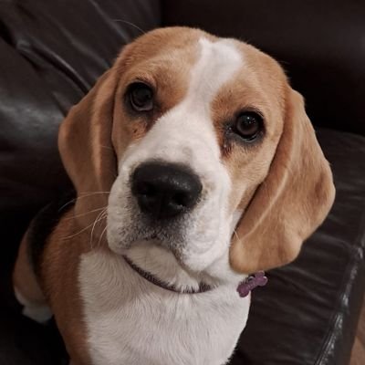 karrst's profile picture. Welsh expat living in S. Africa.