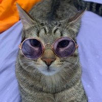 Murphy Lee 2.0 (@murphylee6133) 's Twitter Profile