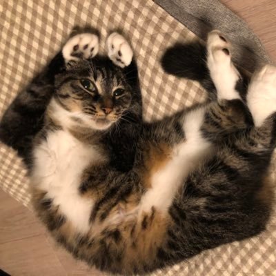 11korin's profile picture. キジトラ猫・うずら♀元保護猫+ ヨンサイジ♂と同居 お着物勉強中