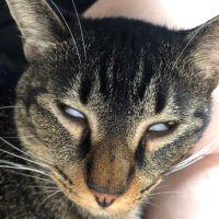 おうどん (@ohdon1919) Twitter profile photo