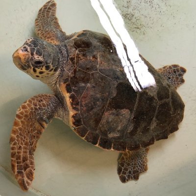 Turtle_BIOME's profile picture. 🌊 Research project by @hrzz_science
Epizoic/endozoic μorganisms of Adriatic #loggerheads.
#scicomm platform for #seaturtles, #diatoms, #microbialecology