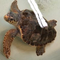 TurtleBIOME project (@turtle_biome) 's Twitter Profile
