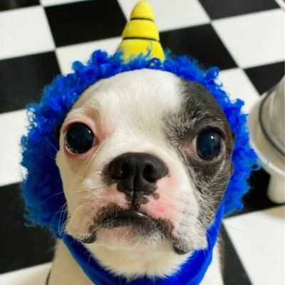 pitschi1128's profile picture. Iggy、Retro、Varanus salvator、Ska、Splatter、Gore、Thailand、Indonesia(˵ ˃̶̀ε ˂̶́ ˵)ෆ⃛ 店舗→@IwakuyaPichiko