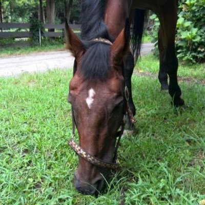 miesolonyawka's profile picture. ガルボっ子|カップッチョ|クムシラコ|シンヨモギネス|モズミギカタアガリ|ホッカイドウ競馬|DOMOTO@KinKi Kids&安室奈美恵ちゃん&武豊騎手|阿部龍騎手&桑村騎手&岩橋騎手