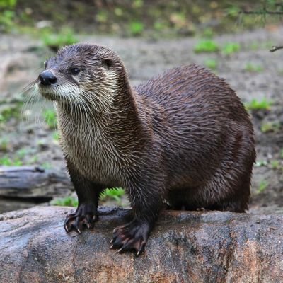 Welcome to @otterloverclub2🐕 We share daily #Otter Contents 🐾 Follow us if you really love otters