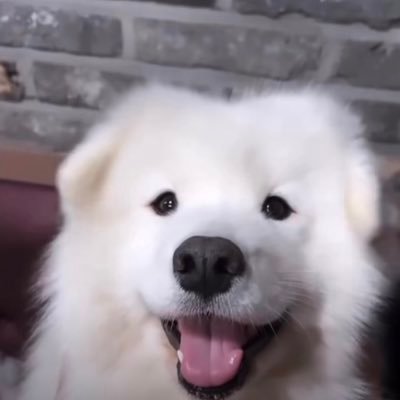 49720B's profile picture. ~♪ 张欣尧/ 一家六口/ / preorder /แม่ค้าอยู่ตปท.: คัดคุณภาพ ชอบของน่ารัก ~#freshineshop #รีวิวfsn / ทักมาสอบถาม-DM