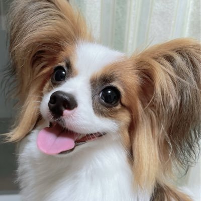 可愛すぎるパピヨン仔犬をお迎えしました！成長をつぶやきます∪･ω･∪ パピヨン/ゾーイ/2022.01.16生まれ/男の子 無言フォロー失礼します。