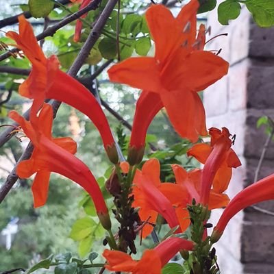 CarlosScifo's profile picture. 