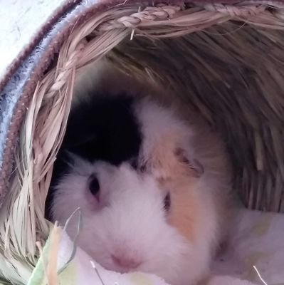 未底(みそこ)：くり丸さんのプロフィール画像