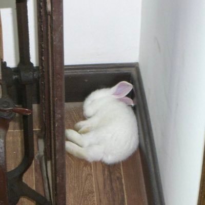 icedmtcha's profile picture. 