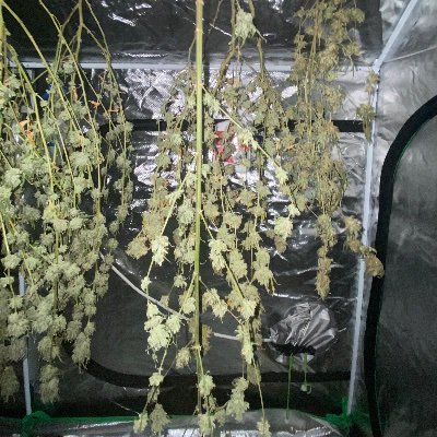 Cannabutter75's profile picture. Grower