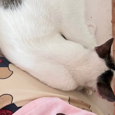 pharmatcha's profile picture. RPh na juddddddd