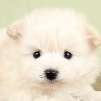 ぽー (@poo3131) 's Twitter Profile