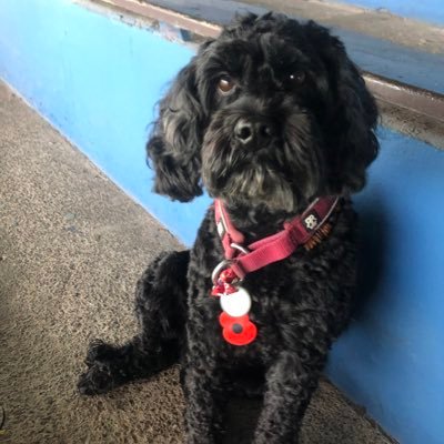 Born in Austria 2014, lived in Germany for 5 yrs before moving to Scotland. Love mummy, daddy, footballs, bacon, sausages & visiting football grounds ⚽️
