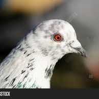 One of the King's Own Carrier Pigeons. Hand reared by General Sir Anthony Cecil Hogmany Melchett.